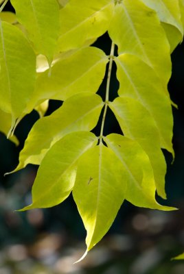 Phellodendron amurense - korkovník amurský - list podzim